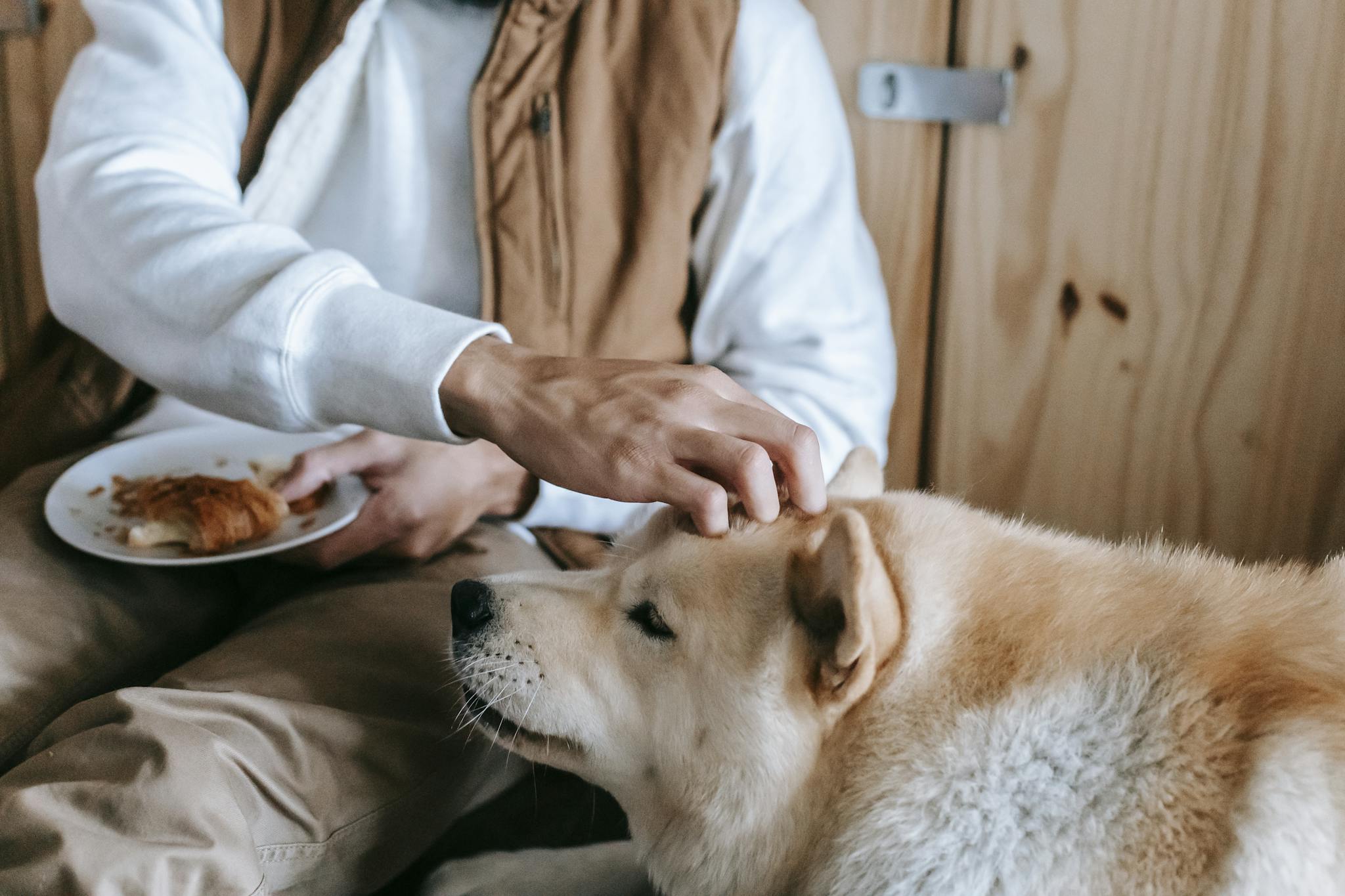A man lovingly pets his Akita dog while holding a plate of croissants indoors.